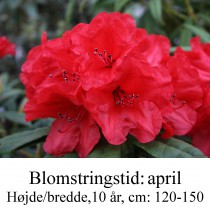 rhododendron strigillosum