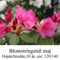 Rhododendron  August Lamken