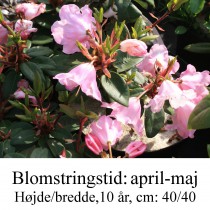 Rhododendron  ”Bow Bells
