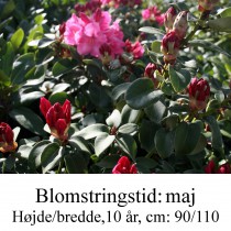 Rhododendron  Gartendirektor Glocker