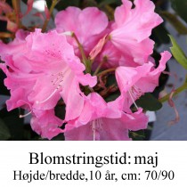 Rhododendron  ”Hallelujah
