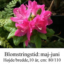 rhododendron Kermesina