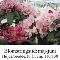 rhododendron Sneezy