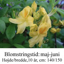 Golden Sunset azalie hybrid