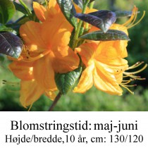 Klondyke azalie hybrid