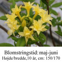 Narcissiflorum azalie hybrid