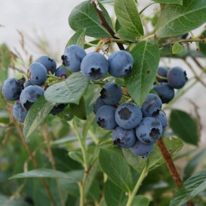 Reka, amrk blåbær