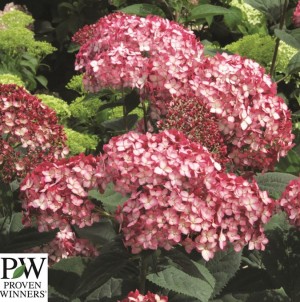 Hydrangea arorescens Ruby Annabelle