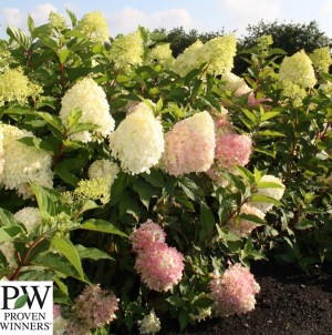 HYDRANGEA pan. Pinkachu