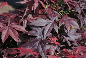 Acer pal. Bloodgood