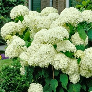 hydrangea arborescens Annabelle