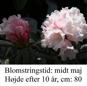 rhododendron Edelweiss yakushimanum