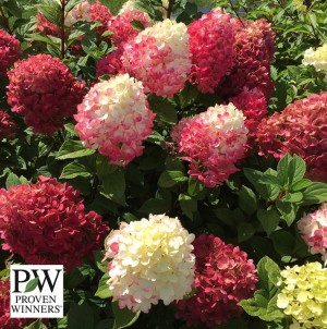 Hydrangea pan. Little Lime Punch