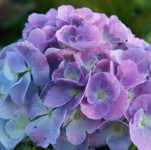 Hydrangea Elisa