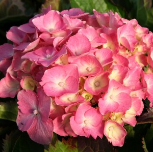 Hydrangea Frida