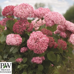 Hydrangea arborescens Pink Annabelle