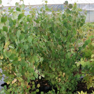 Cercidiphyllum japonicum Hjertetræ