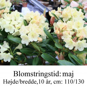 rhododendron Goldinetta