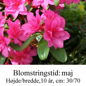 rhododendron Melina
