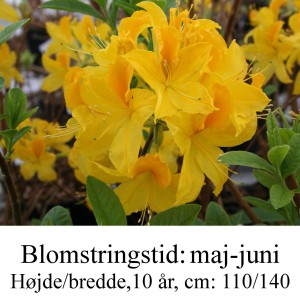 Goldtopas azalie hybrid