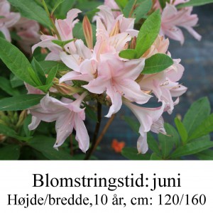 Soir de Paris azalie hybrid