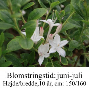 Summerduft azalie hybrid