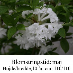 White Throat azalie hybrid