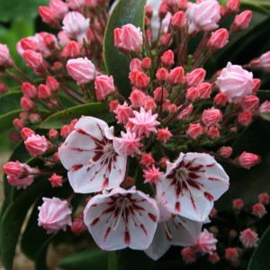 kalmia latifolia Peppermint