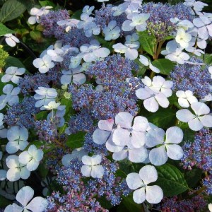 Hydrangea ser. Blue Bird