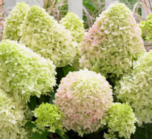 Hydrangea pan. Little Fresno