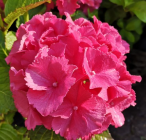 Hydrangea mac. Masja