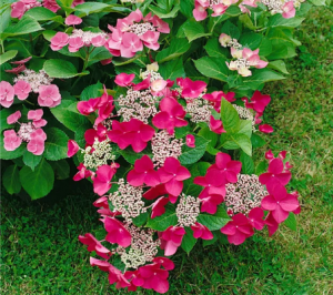 Hydrangea mac Rotkehlchen