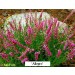 Calluna vulgaris Allegro