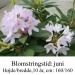 rhododendron Catawbiense Album Novum