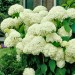 hydrangea arborescens Annabelle