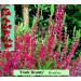 Calluna vulgaris Dark Beauty