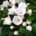kalmia latifolia Elf