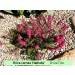 Erica carnea Nathalie