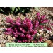 Erica carnea Vivelli