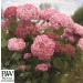 Hydrangea arborescens Pink Annabelle