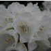 rhododendron Edelweiss yakushimanum