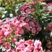Kalmia latifolia Minuet
