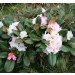 rhododendron Wanna Bee yakushimanum