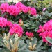 rhododendron Anna Rose Whitney