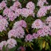 rhododendron Cheer