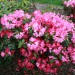 Rhododendron  Gartendirektor Glocker