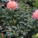 Rhododendron "Pivoine