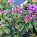 rhododendron Blue Boy