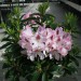 rhododendron Helen Martin