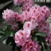 Rhododendron "Mrs. Furnival